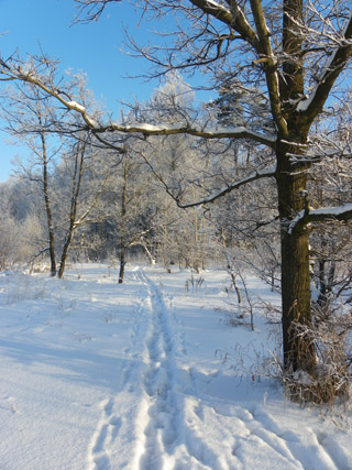 Зима Январь Фото
